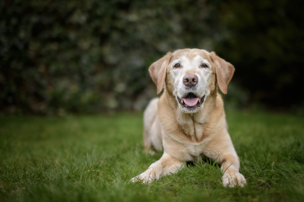 wellness-care-for-your-senior-dog-neighborhood-vet-mobile-care